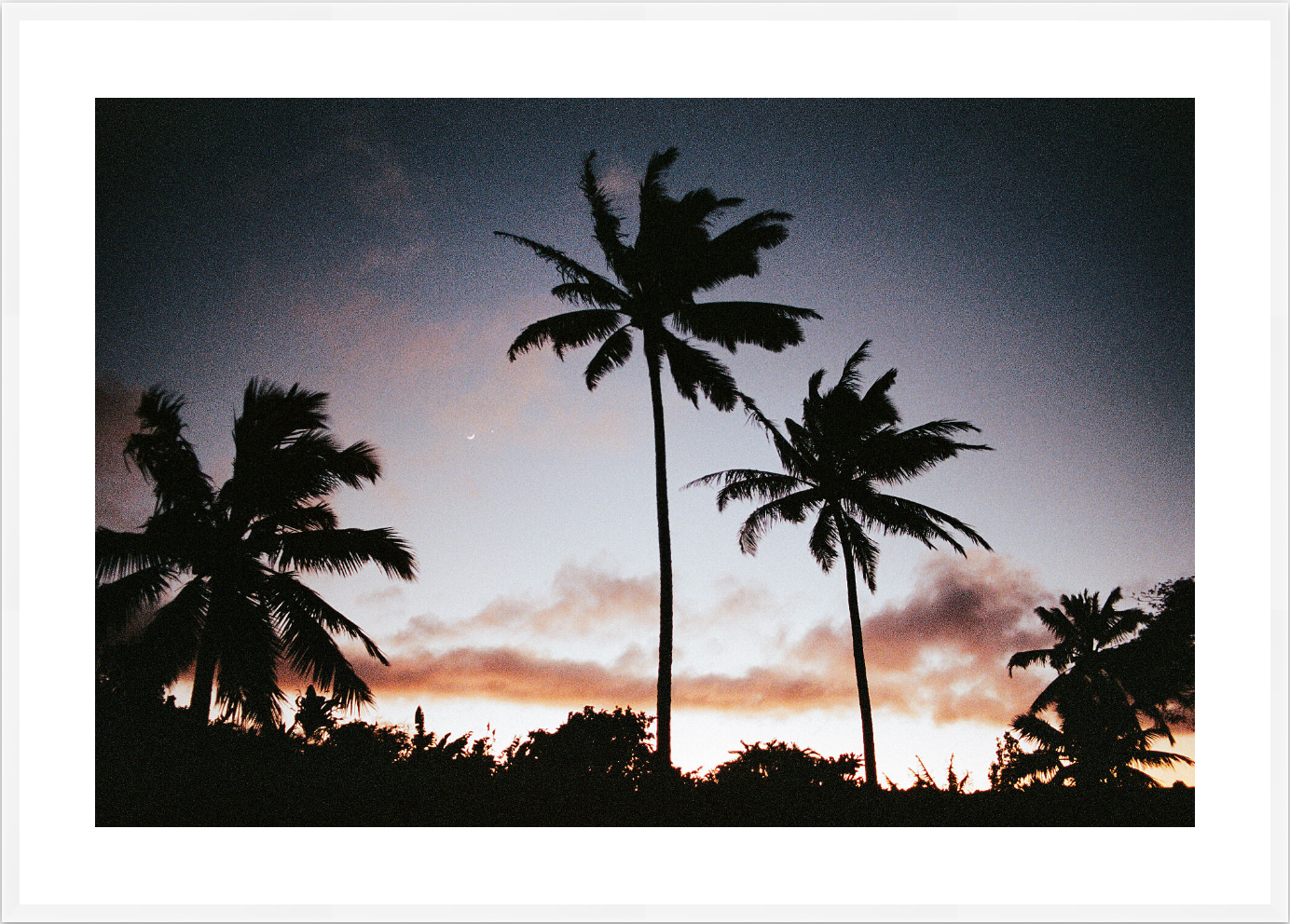 Palms Against the Fading Sky
